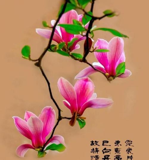 哪些花树的花语与爱情有关？如何用花树表达爱意？