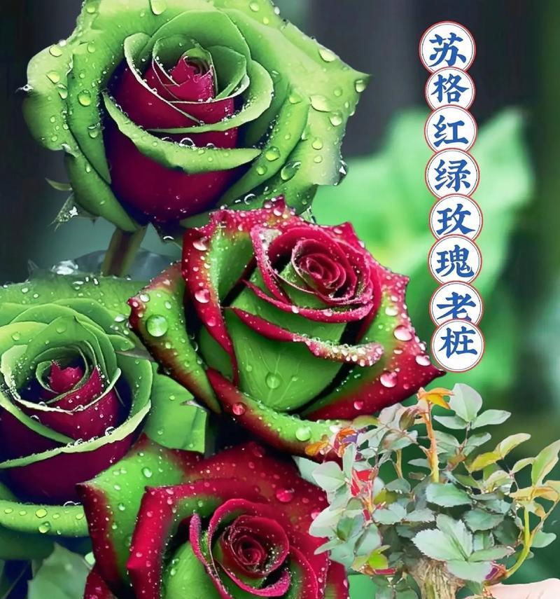 哪些花树的花语与爱情有关？如何用花树表达爱意？