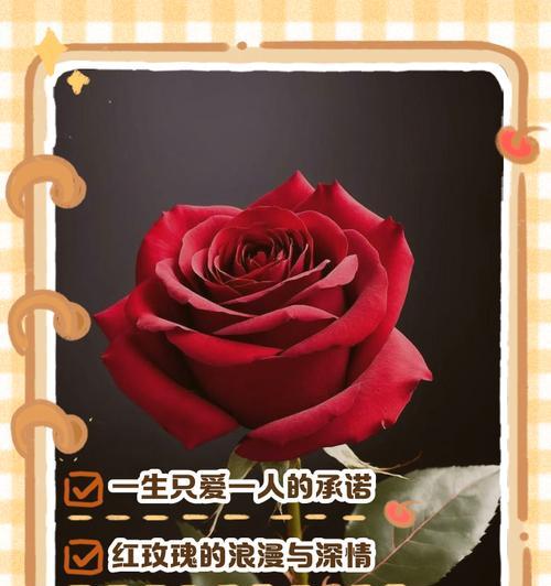 玫瑰送人代表什么？不同颜色玫瑰的花语有何不同？