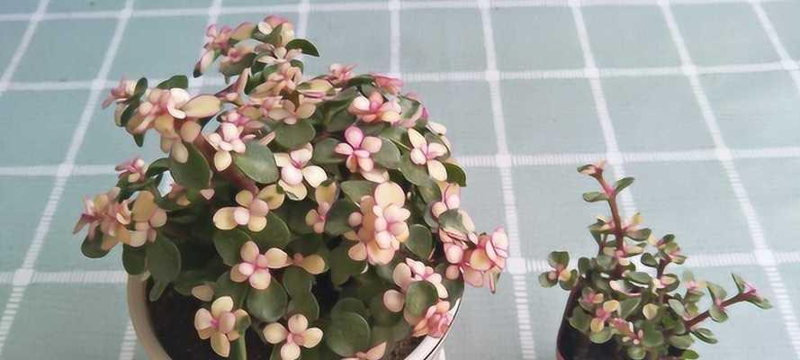 精致玉叶的花语是什么呢？玉叶花束的特别含义是什么？