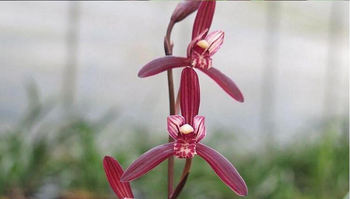 四季兰花的花语有哪些？它象征着什么？