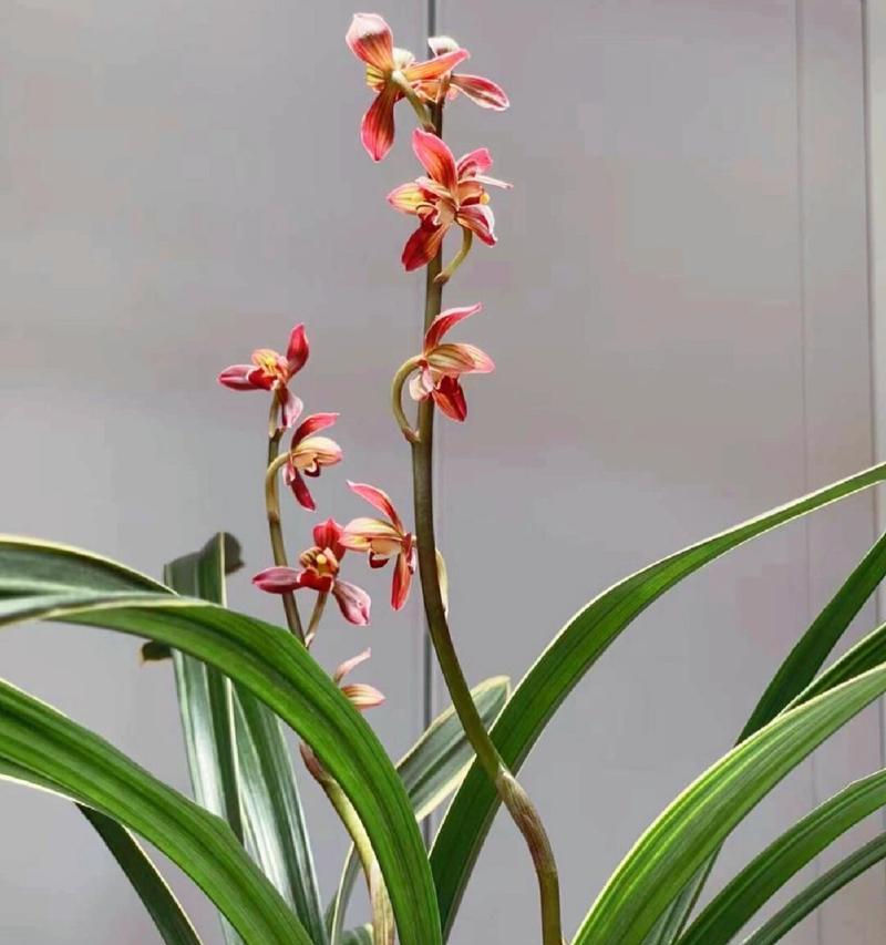 四季兰花的花语有哪些？它象征着什么？