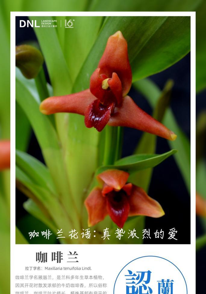 四季兰花的花语有哪些？它象征着什么？