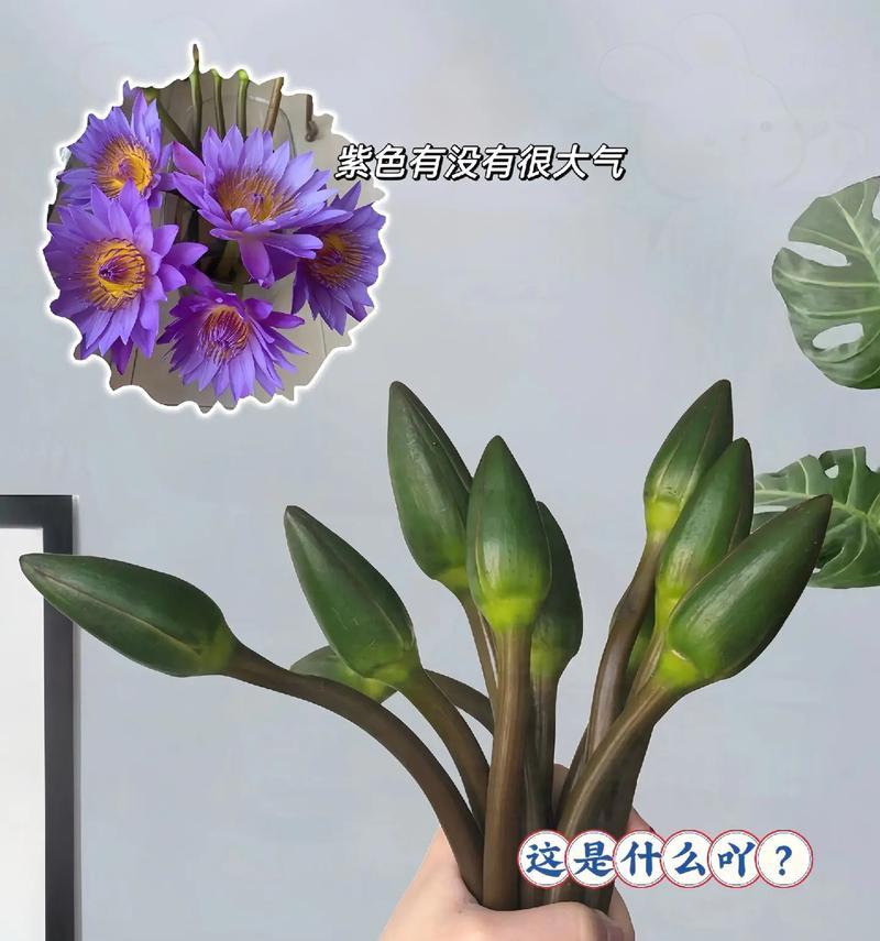 什么花的花语很有分量？如何用花语表达重要性？