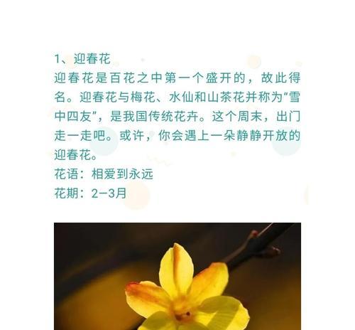 什么花的花语很有分量？如何用花语表达重要性？