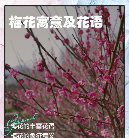 梅花不同种类的花语有何不同？