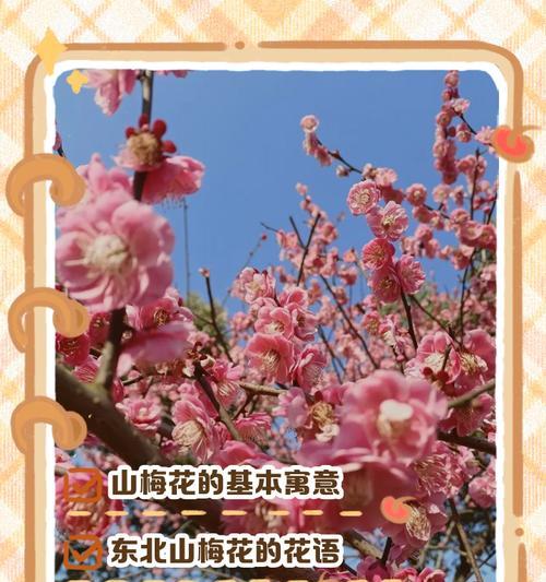 梅花不同种类的花语有何不同？
