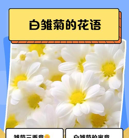 洁白无暇花语代表什么？