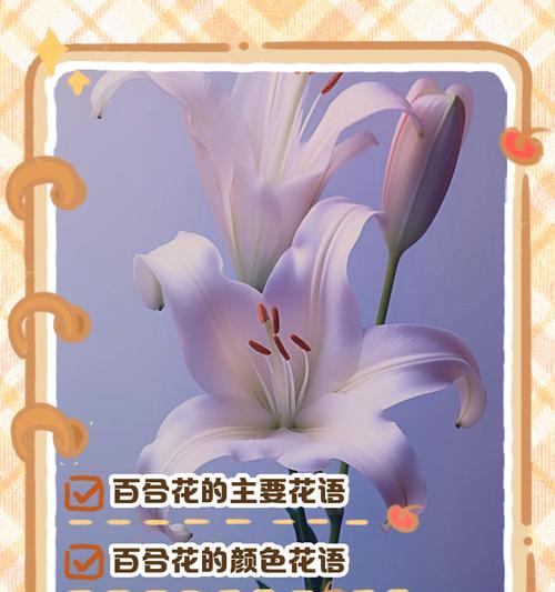 洁白无暇花语代表什么？