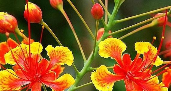 凤凰花的花语是什么？它象征着什么？