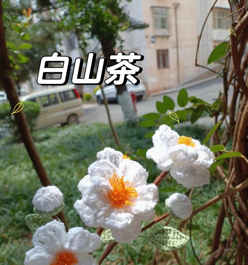 白色花朵的花语有哪些？白色代表什么意义？