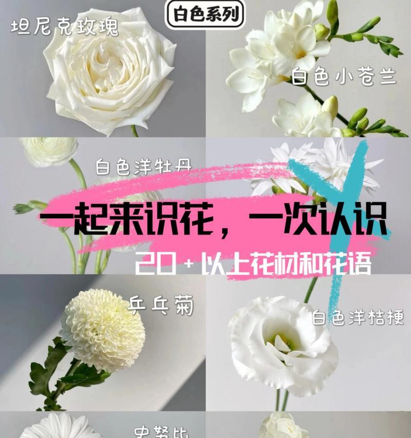 白色花朵的花语有哪些？白色代表什么意义？