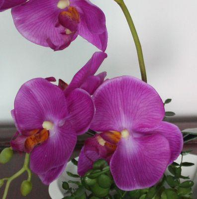 紫色蝴蝶兰的花语是什么？这种花象征了哪些情感？