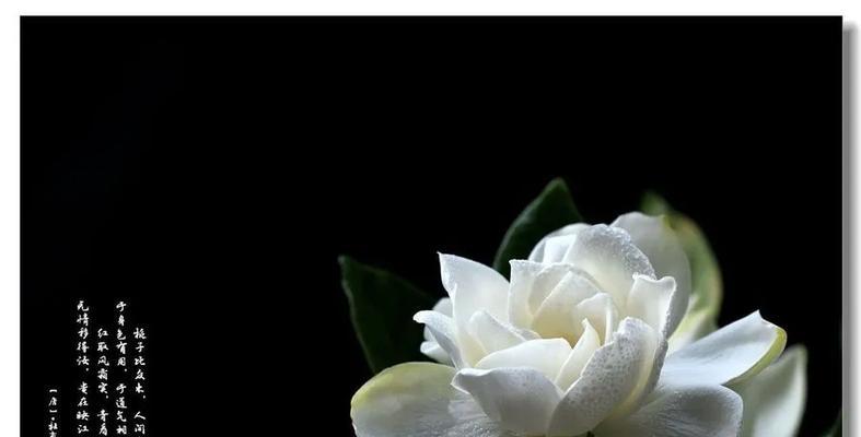 纯白栀子花代表什么意义？