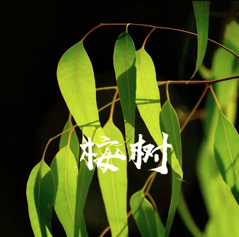 蓝桉花的花语和寓意是什么？