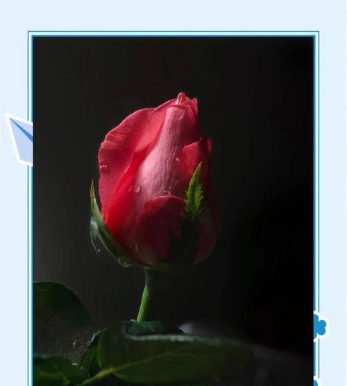 粉色玫瑰花代表什么？送女友粉色玫瑰有何含义？