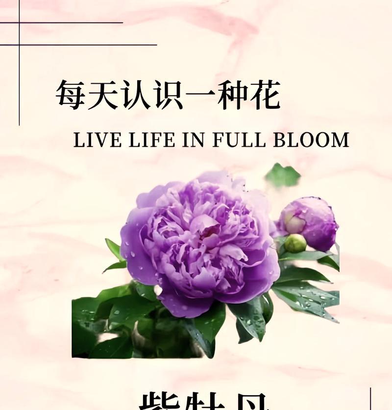 牡丹花象征的幸福有哪些含义？它通常用来表达什么？