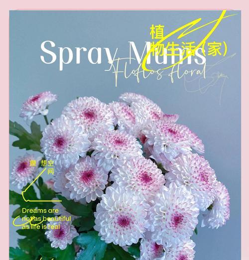 小雏菊的花语及其代表的意义是什么？