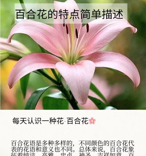 祝福暴富的花语是什么？它代表了哪种愿望？