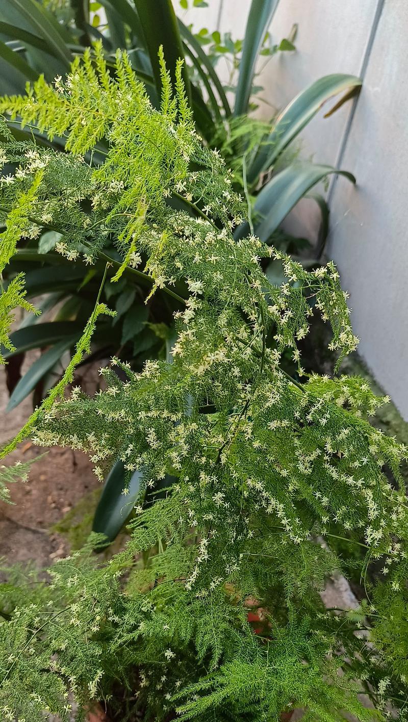 文竹的花语象征着什么精神？文竹代表了哪种精神？