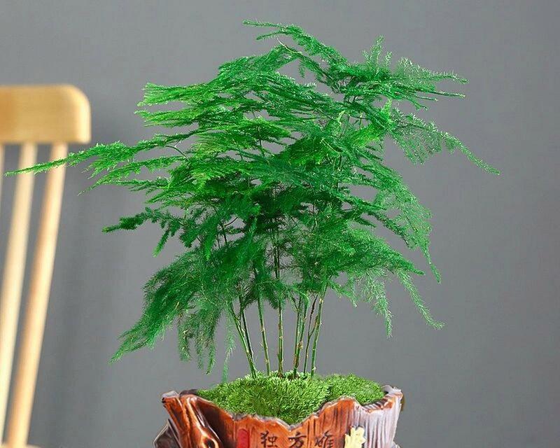 文竹的花语象征着什么精神？文竹代表了哪种精神？