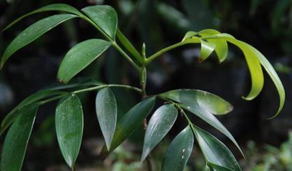 四叶竹柏的寓意与花语有何关联？