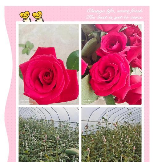 红玫瑰的花语有哪些？如何表达爱意？