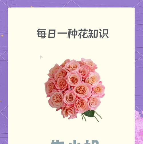 十九朵粉玫瑰的花语是什么？它传达了怎样的情感？