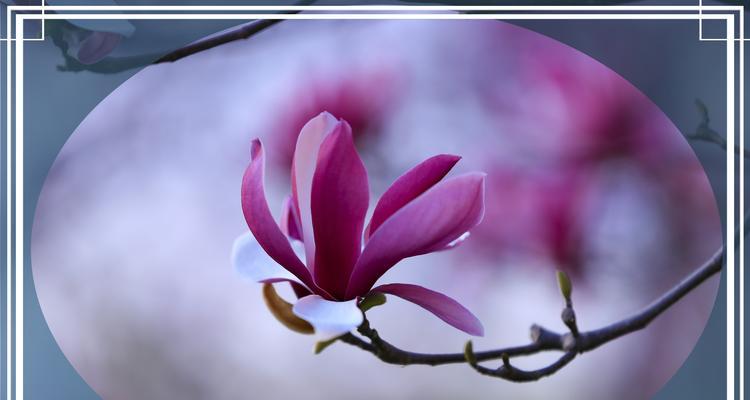 紫色玉兰花语有何深意？代表什么？