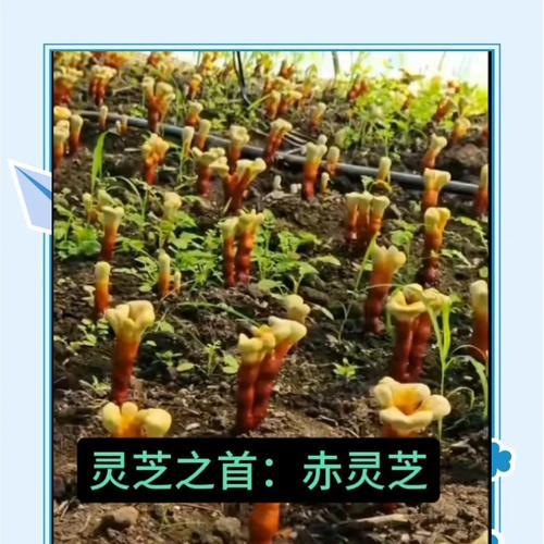 灵芝的花语和药用价值是什么？