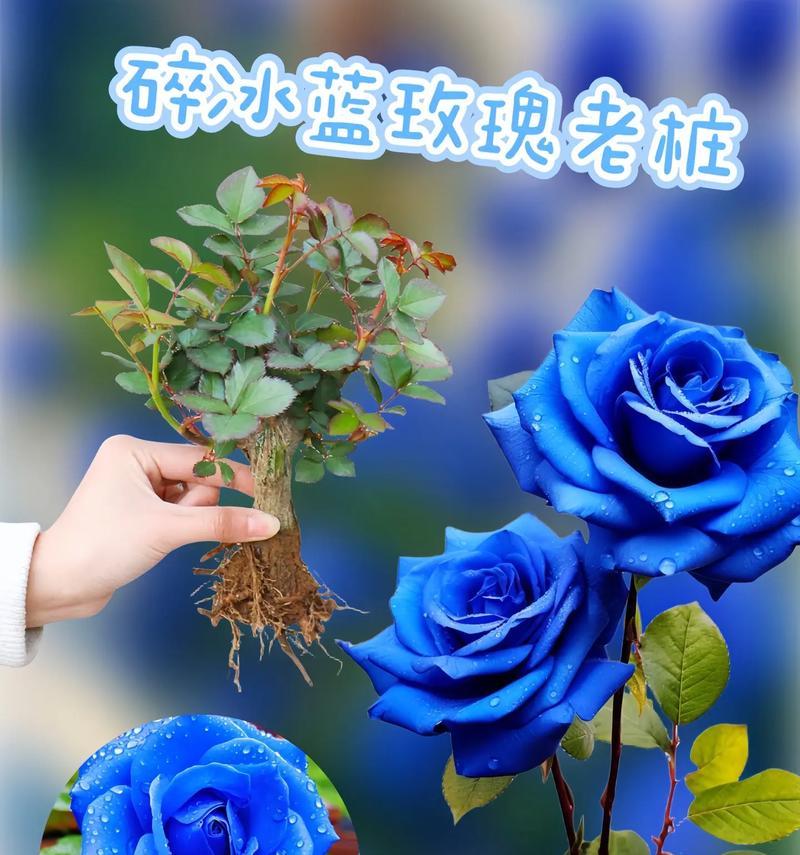 雪花玫瑰的花语是什么意思？雪花玫瑰花语有何特别之处？