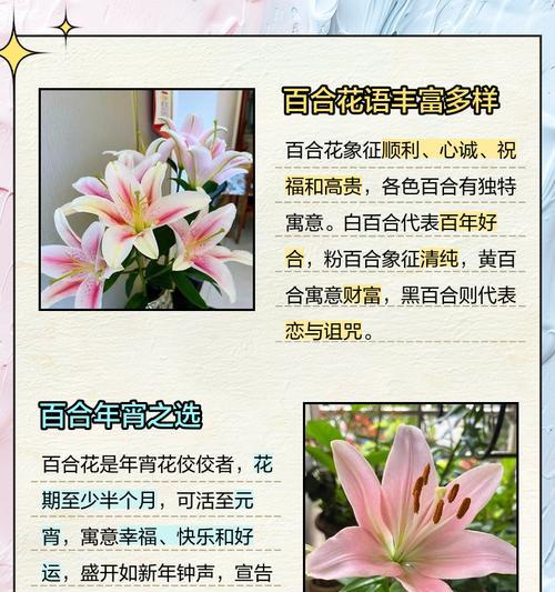 灯笼百合的寓意与花语有何不同？