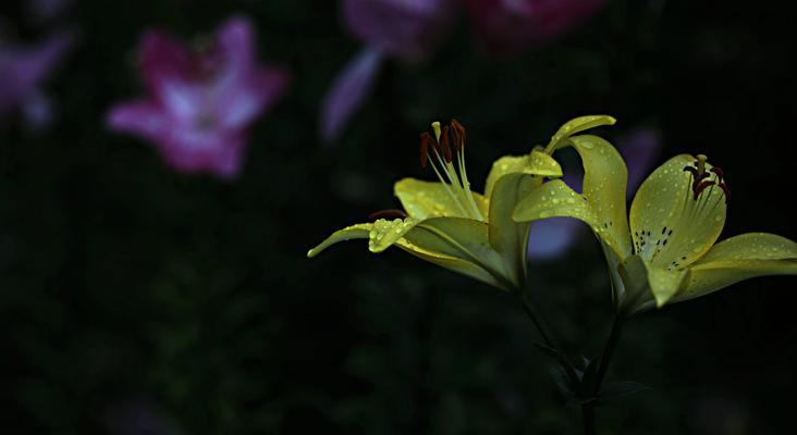 灯笼百合的寓意与花语有何不同？