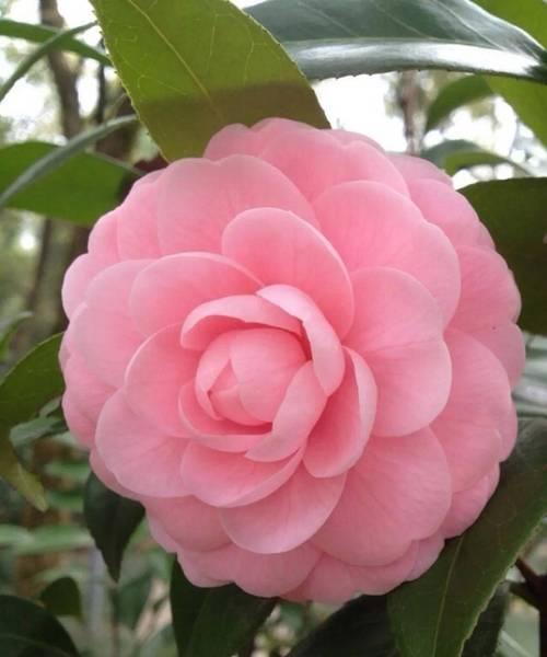 山茶花的花语是什么？哪种花可以代替山茶花？