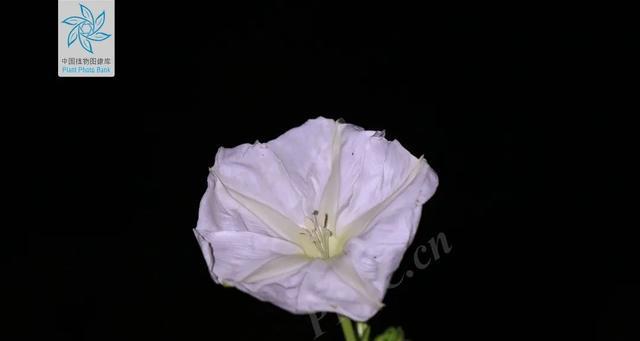 月光花语在语音软件中代表什么？