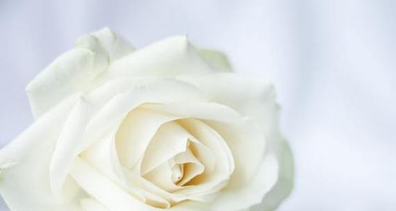 墓园中白玫瑰的花语是什么？这种花在墓园中代表了什么？