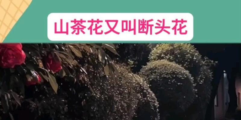 被轻视的爱花语代表什么含义？