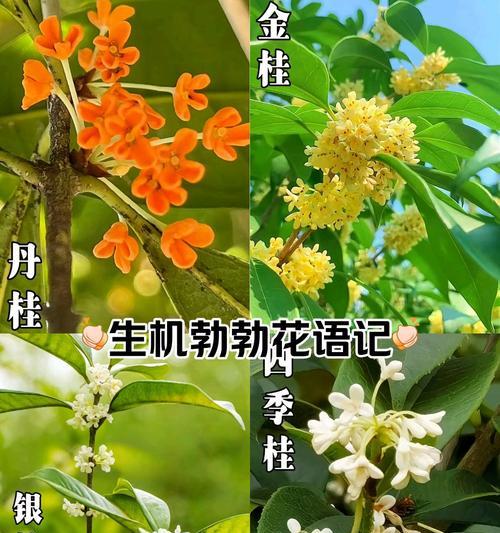 桂花香茶叶的花语是什么？桂花香茶叶代表什么？