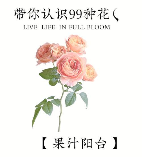 食品月季花的寓意和花语是什么？它象征着什么？