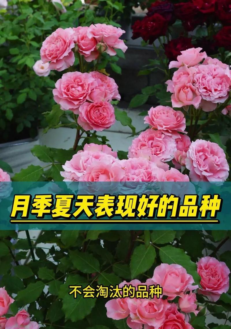 食品月季花的寓意和花语是什么？它象征着什么？