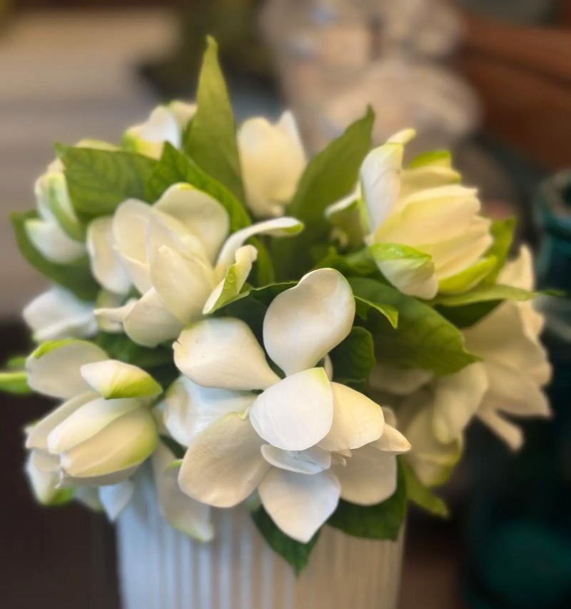 栀子什么花语？栀子花代表了哪些情感？