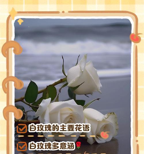圣诞玫瑰的花语有何寓意？