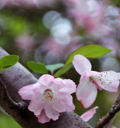 秘密的爱的花语是哪种花？