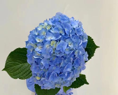 大花绣球的花语代表什么？海里的玫瑰花语有何特别之处？