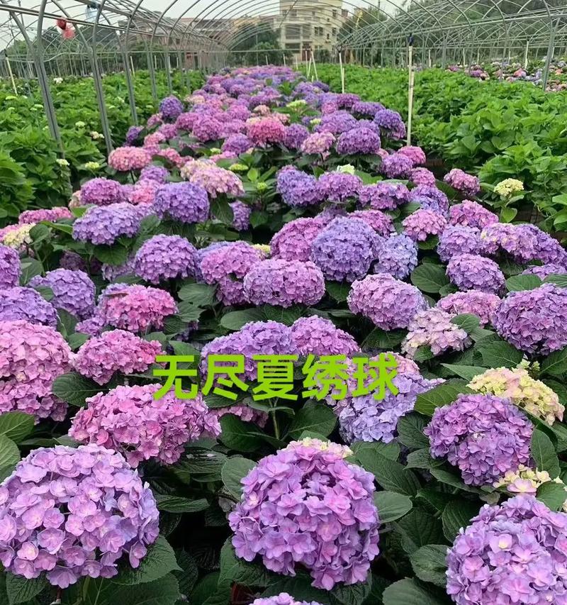 大花绣球的花语代表什么？海里的玫瑰花语有何特别之处？
