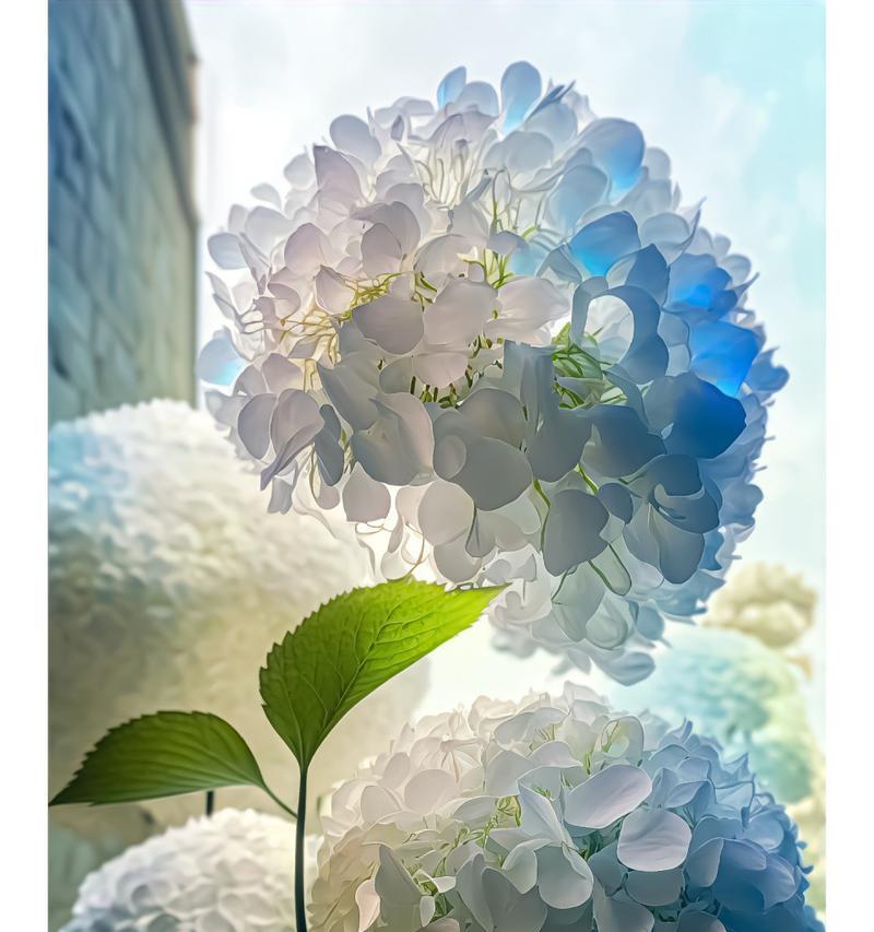 大花绣球的花语代表什么？海里的玫瑰花语有何特别之处？