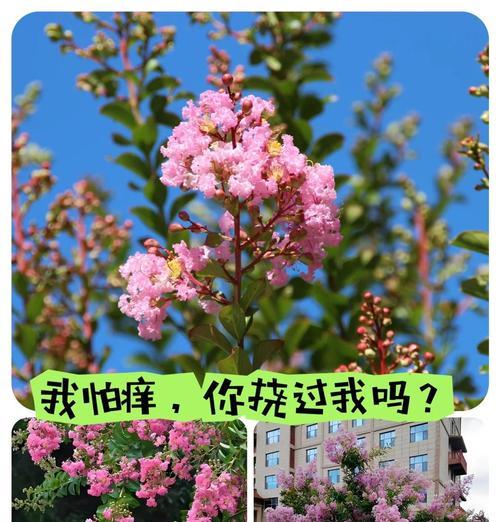 树的花语与生肖有何关联？