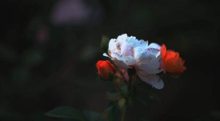 树的花语与生肖有何关联？