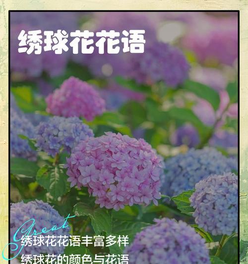 普陀山情感花语中哪种花最为代表？