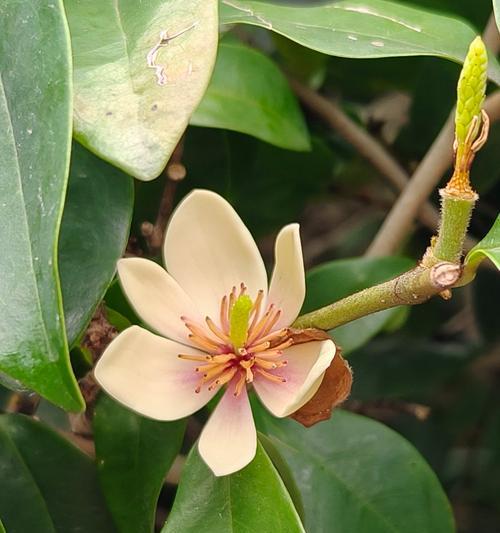 香蕉草莓的花语代表什么含义？